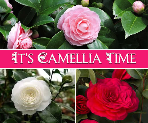 It's Camellia Time