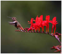 Crocosmia