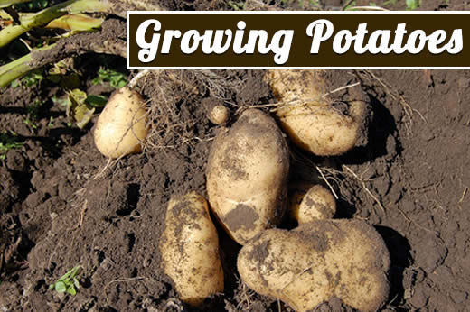 growing potatoes