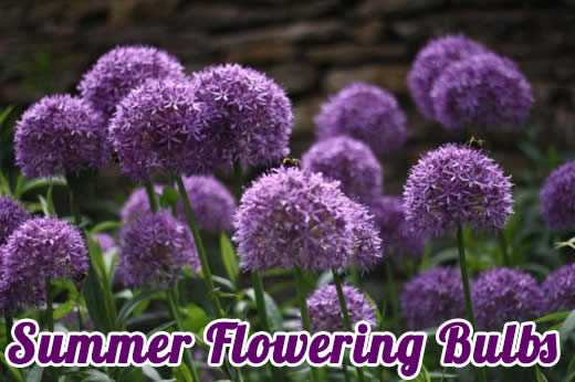 Summer Flowering Bulbs