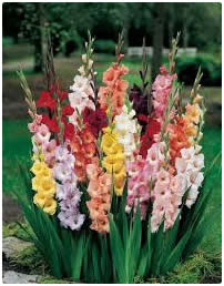 Gladiolus