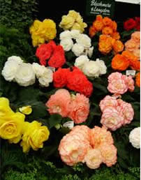 Tuberous Begonias