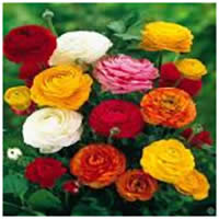 Ranunculus