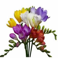 Freesia