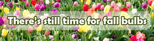 fall bulbs