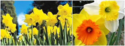 fall bulbs