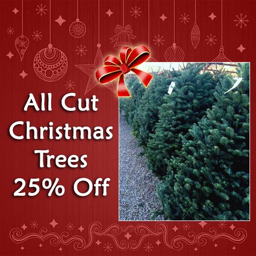 All Cut Christmas Trees 25% Off