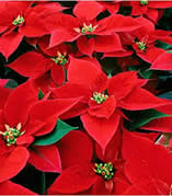 poinsettia