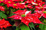 poinsettia