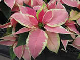poinsettia
