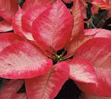 poinsettia