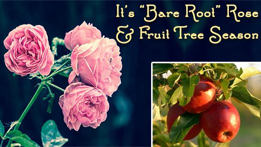 bareroot roses and fruit season