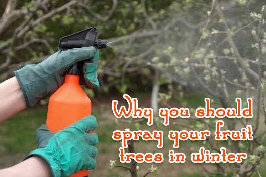 dormant spray 