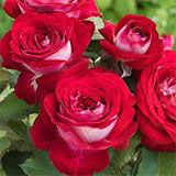 poinsettia