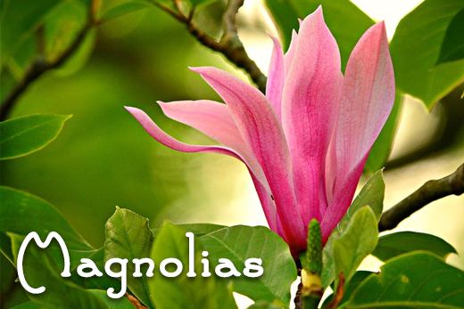 magnolias.jpg
