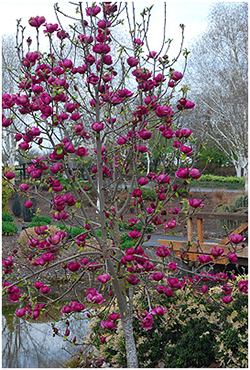 magnolias.jpg