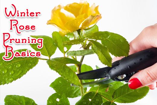 pruning roses