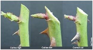 pruningroses.jpg